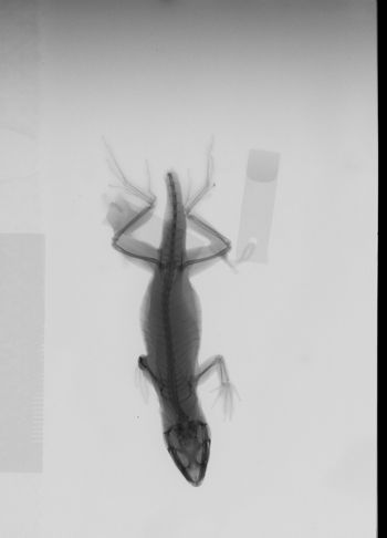 Media type: image; Herpetology R-146406